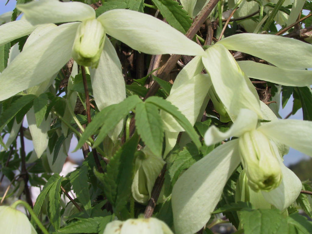 Clematis alpina Alba - Blueten.jpg